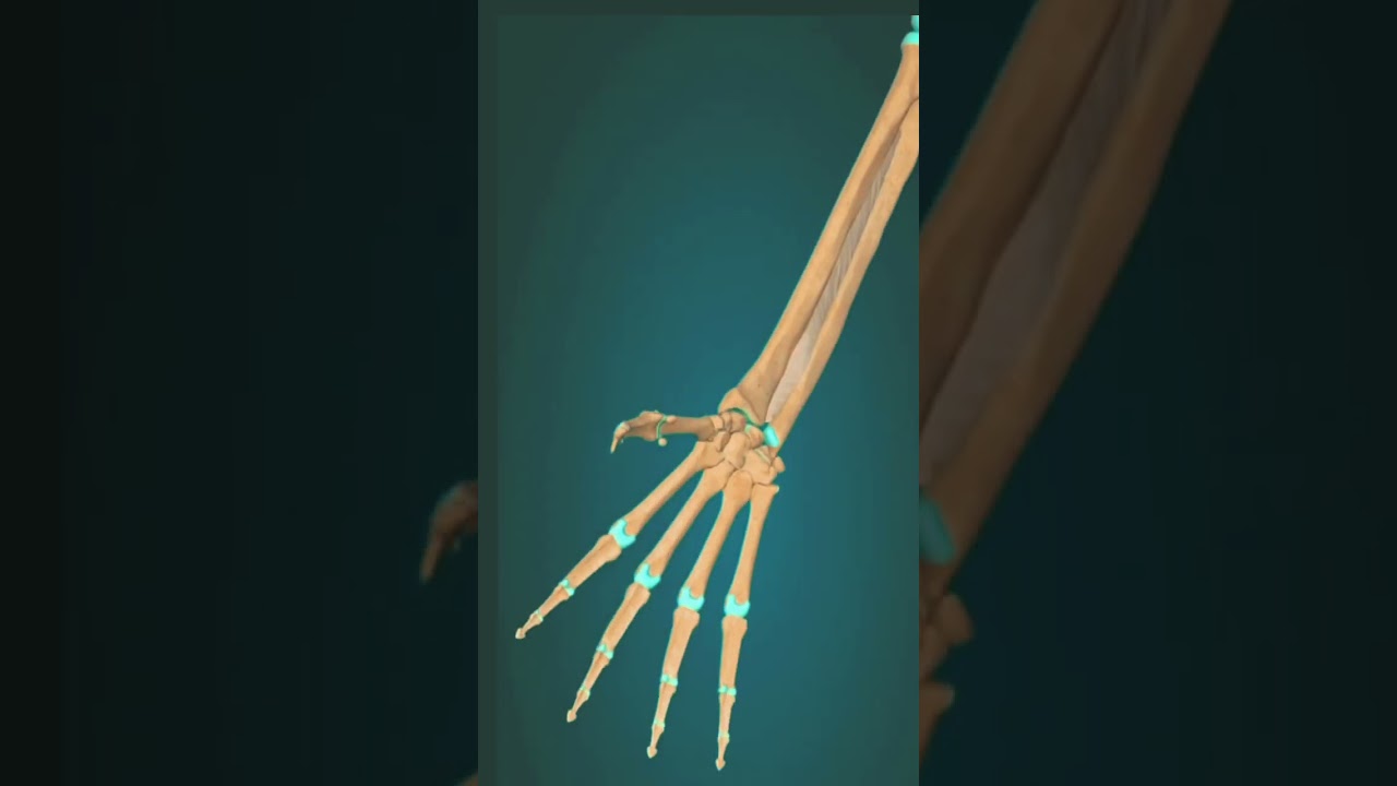 Anatomy interphalangeal joint and metacarpophalangeal joint -abduction and adduction 