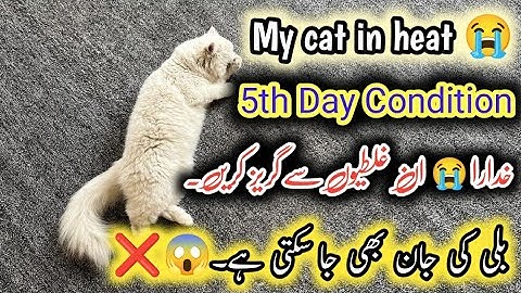 My Cat in Heat How to Help || Don