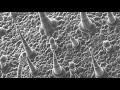 Microscopy and Its Historical Developments