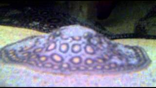 My 5 Potamotrygon 'marbled' Motoro's