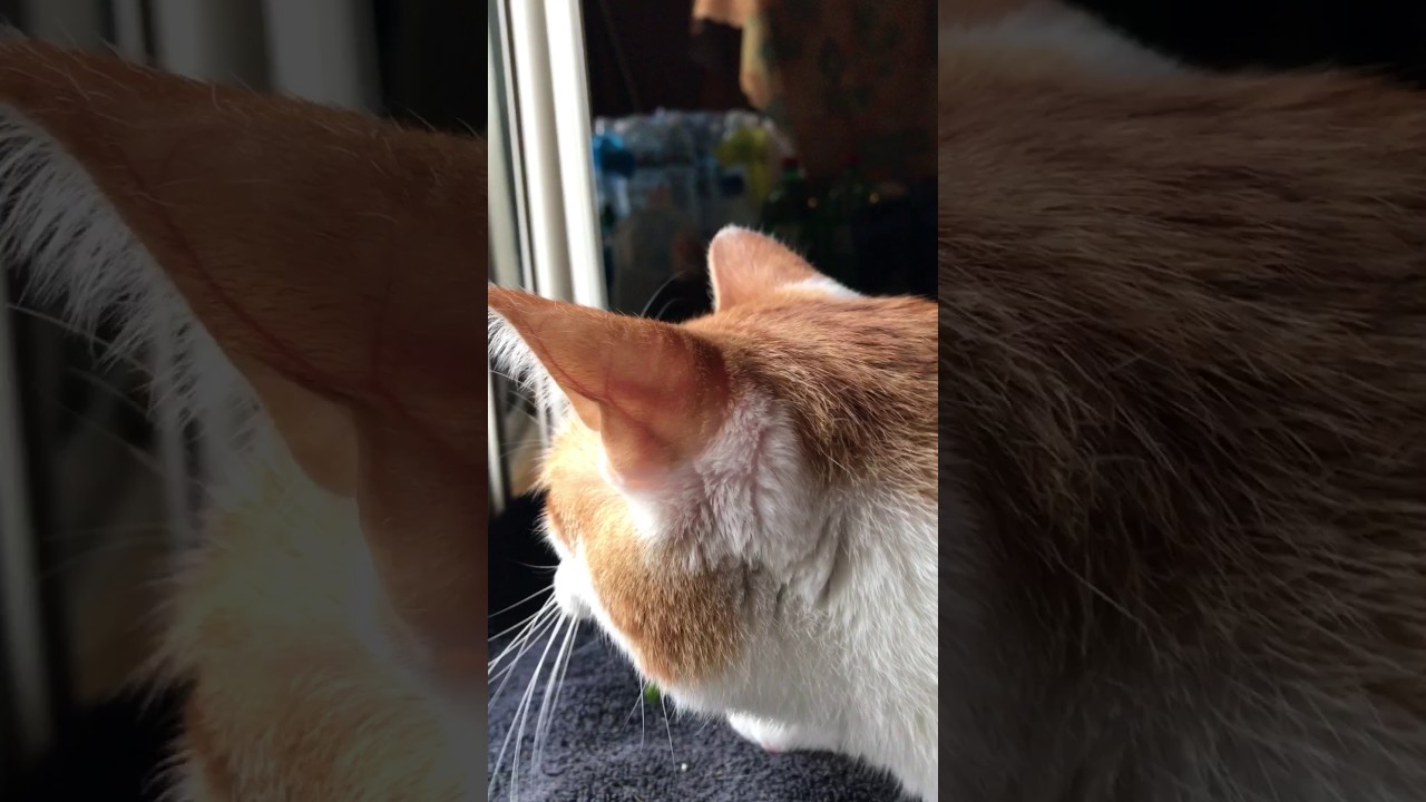 Funny cat making clicking noises