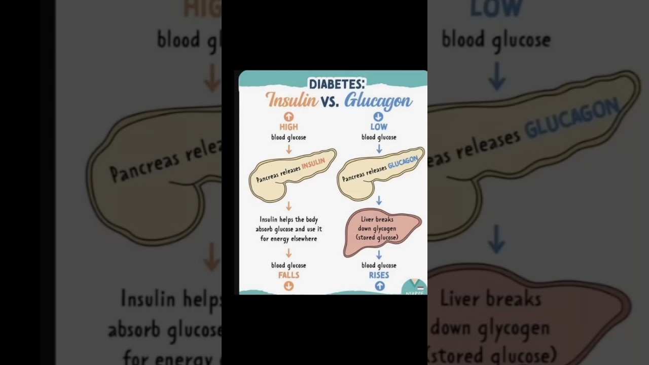 Insulin versus Glucagon # biology # shorts - YouTube