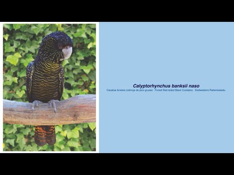 350 Parrot Species - #59 Calyptorhynchus banksii naso