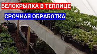 БЕЛОКРЫЛАЯ УГРОЗА - СРОЧНАЯ ОБРАБОТКА ТЕПЛИЦЫ С РАССАДОЙ ТОМАТОВ И ОГУРЦОВ ОТ БЕЛОКРЫЛКИ