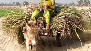 Donkey riding k mzay||Girl roding a donkey cart||Sumera Chudri Vlogs