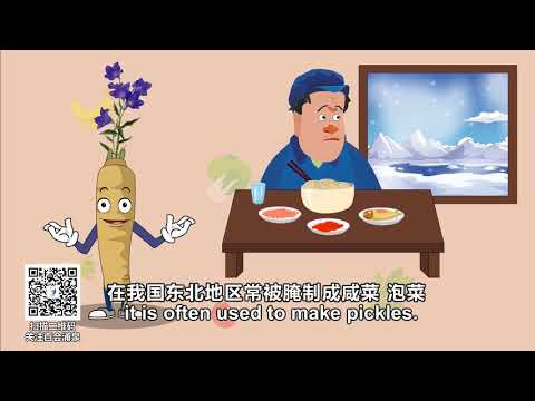 Video: Japonský Zázračný Platycodon. Reprodukcia, Kultivácia