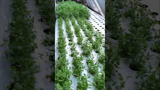 horta em casa #fypシ゚viral #gabriel #churrascocaseiro #sitio #horta #plants #vlog