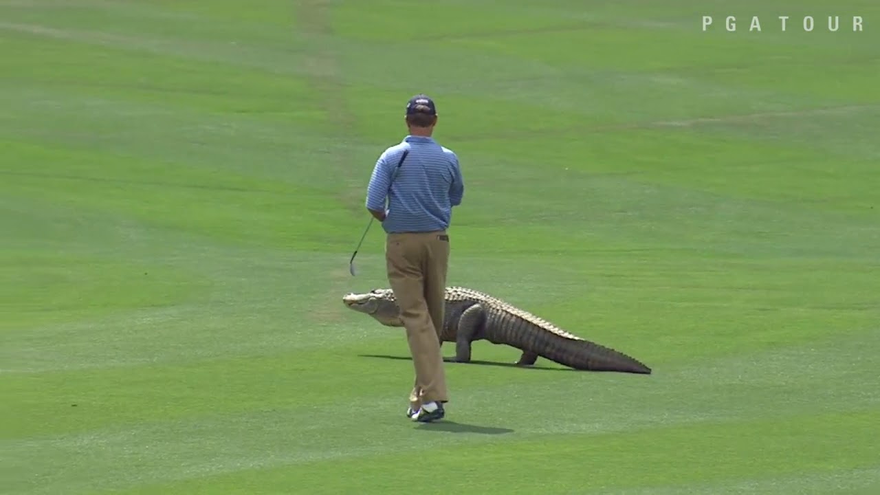 Top 10 Animal Encounters on the PGA TOUR YouTube