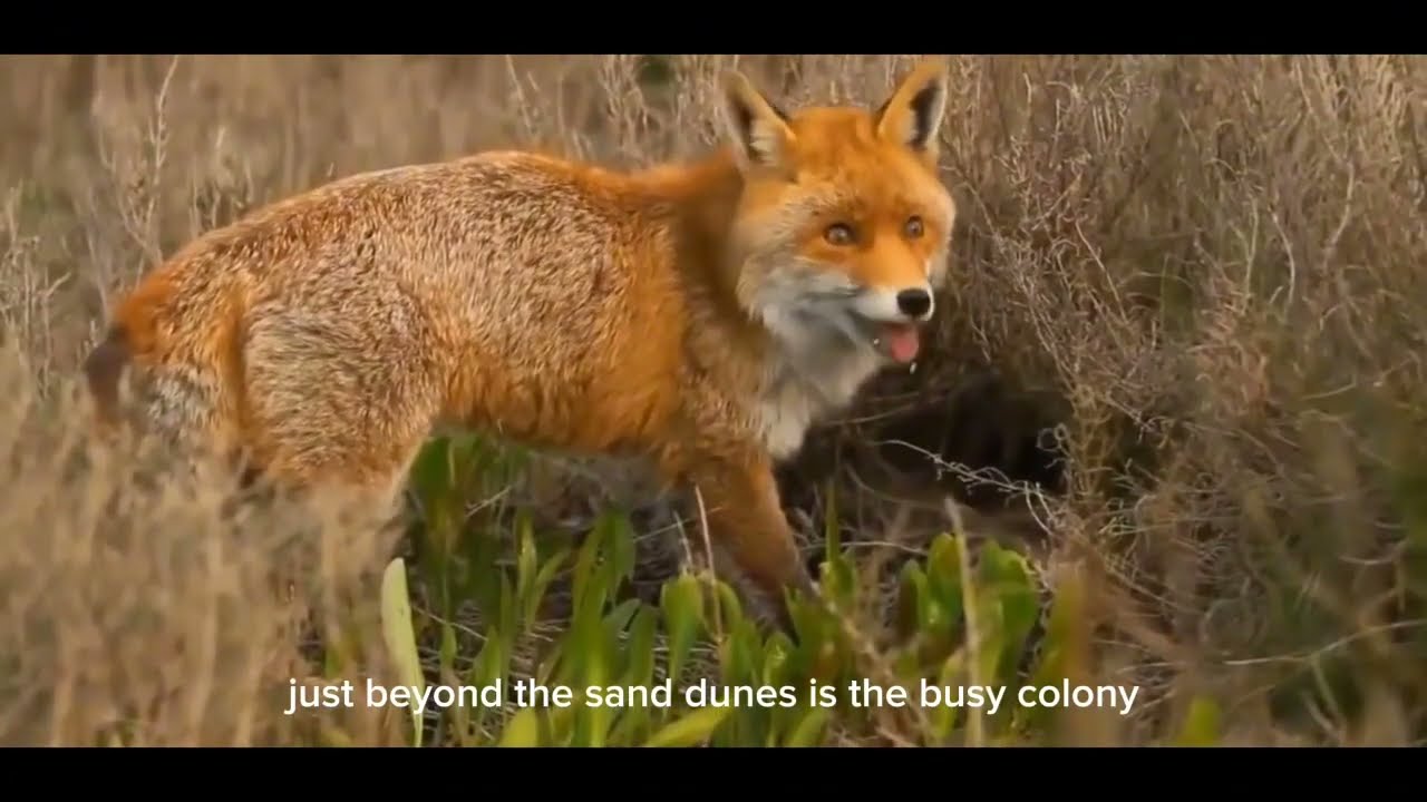 ITALIAN WILDLIFE EXPLORING ITALY'S UNTAMED BEAUTY: WILDLIFE WONDERS (PART 2)