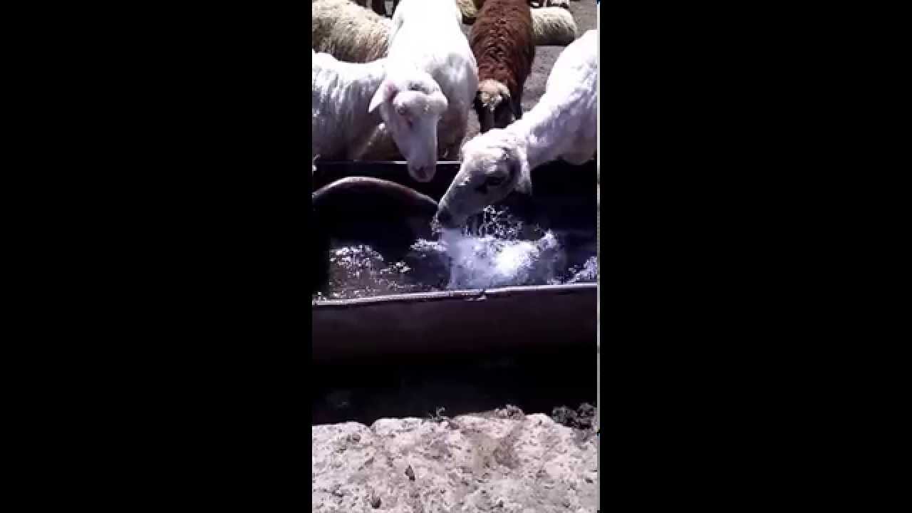 Интеллигентный Барани Валод и Вова живут в Армении