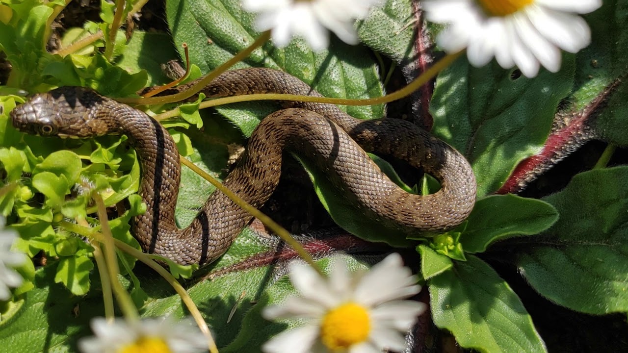 Culebra viperina (Natrix maura)
