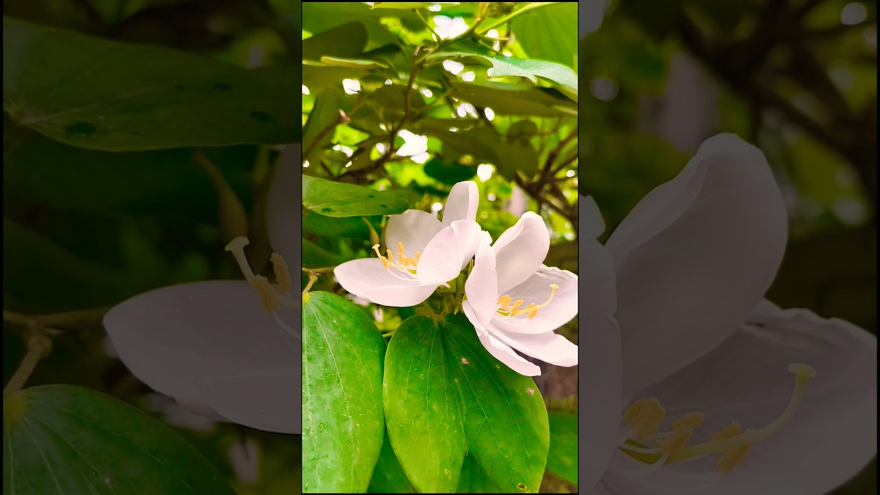 Dhago se bandhaa..... #song #hindisong #ytshorts #trending