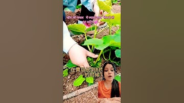 3G cutting technique by cucumber #farming #agriculture #facts #garden #satisfying #vegetables