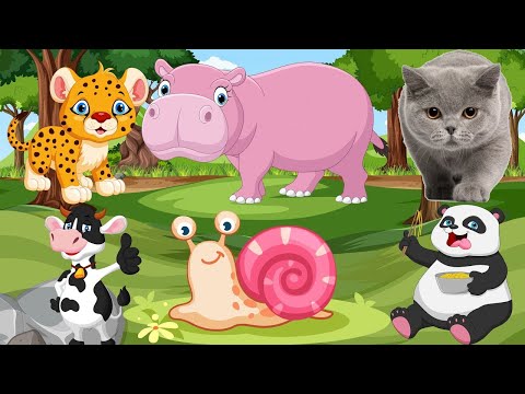 Zoo Adventures with animals Zoo LifeBehind the Scenes of Animals @animal30min