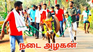 ஆதனக்கோட்டை ஐல்லிக்கட்டு நடை அழகன்!! ஜல்லிக்கட்டு அப்டேட்ஸ் #YouTube recommendations