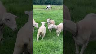 Rescue Sheep's Jaw-Dropping Glow-Up
