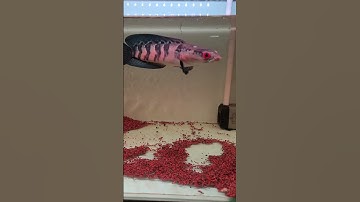 #channa lóc vảy rồng đỏ red barito