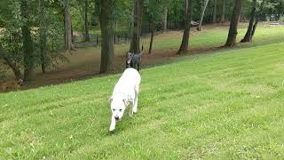 Welcome to your foster home (Adopted) Jack!!!