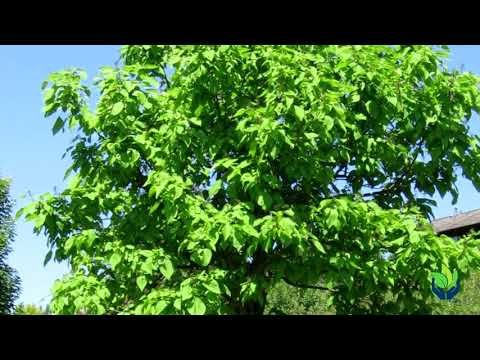 Video: ¿Qué es un árbol de Chitalpa?