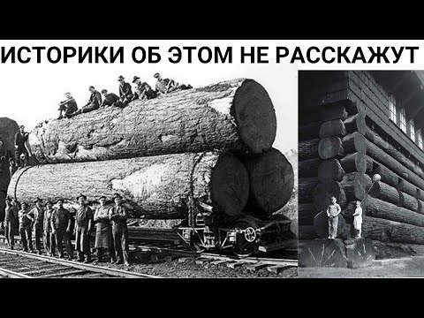 Видео: Деревья Великаны Руси уничтожены катастрофой 19 века
