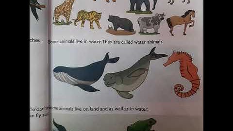 Ecps class 1 EVS Chapter 12 Animals I see part 6