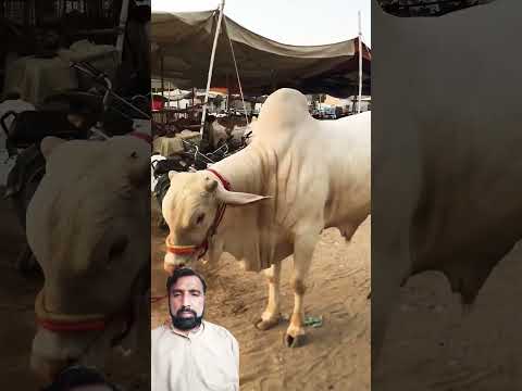 Eiduludha Bakr Eiduladha2025 Bakramandi Bakraeidspecial 