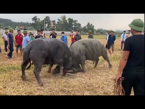 Video Chọi Trâu ở Nghệ An trận đấu siêu kinh điển hơn cả... - youtube