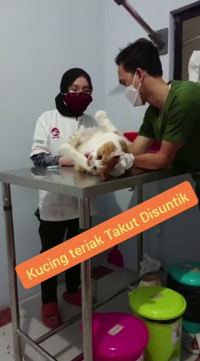 Viral ! Kucing teriak karena takut disuntik | kucing oren teriak #shorts #kucingdisuntik