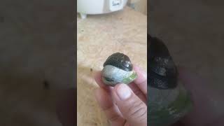 Lintaleech In The Shell