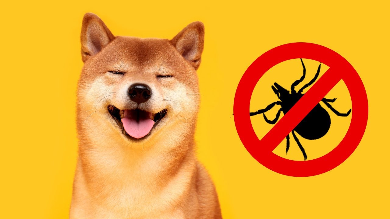 Top 3 Ways to Protect Your Pets Against Lyme