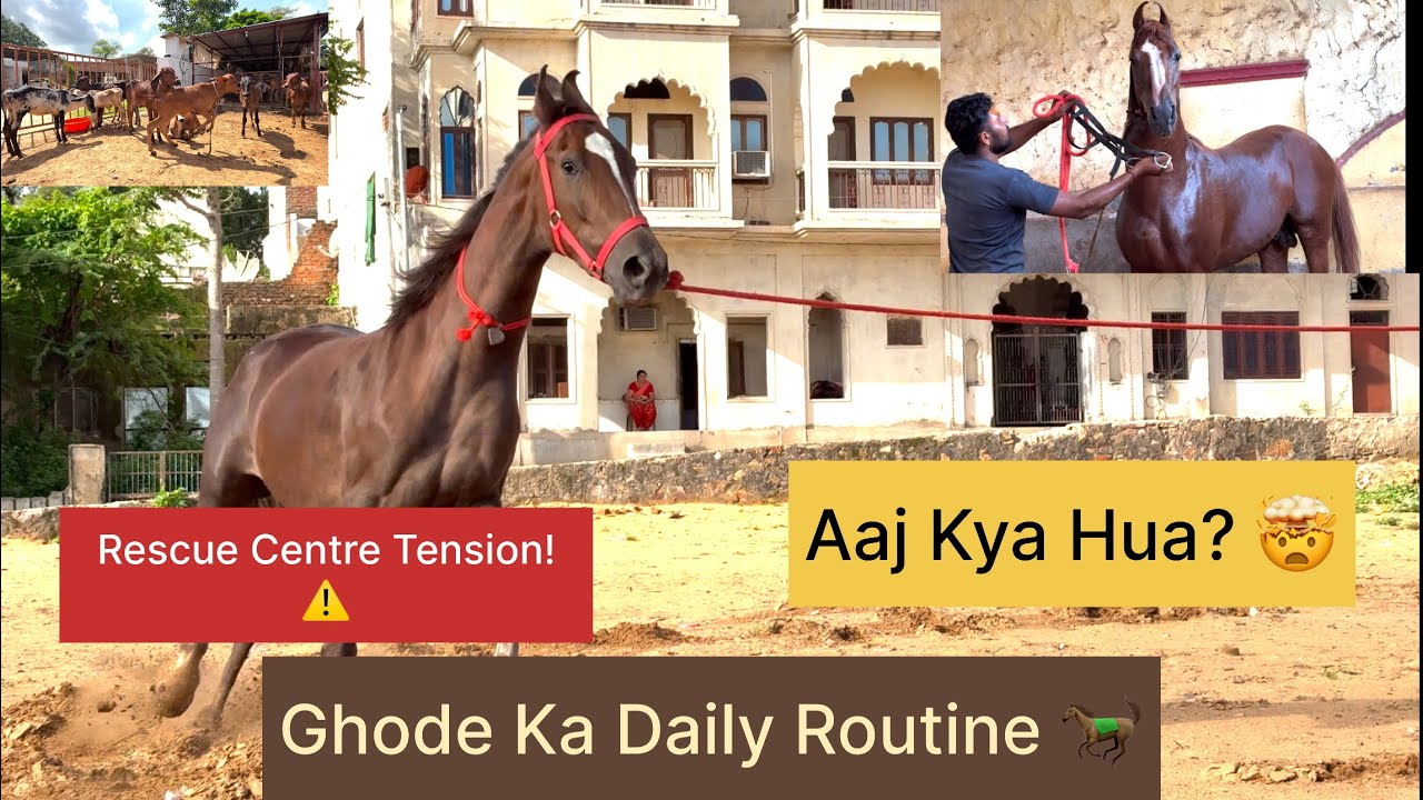 Marwari Horse Daily Life 🐎 | Rescue Centre Mein Aayi Nayi Museebat 😱🚨 