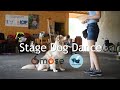 Stage dog dancing  the flash dogs chez osmose