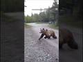 Grizzly bear charges repeatedly at woman's dog as she tries to scare it off | #grizzly