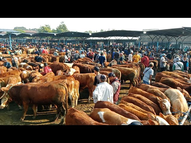 7 - 30 Juta up‼️Update Terbaru Harga pedetan Dan Sapi Jemoko Super || Pasar Sapi Nganjuk || class=