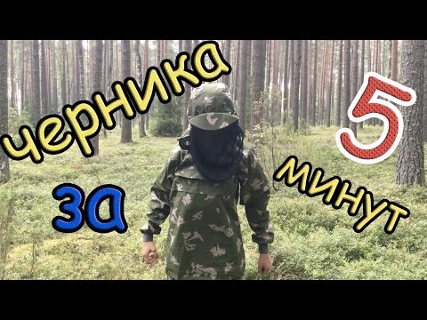 ЛАЙФХАК / 10 литров ЧЕРНИКИ за 5 минут