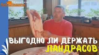 Выгодно ли держать свиней породы ЛАНДРАС: доходы и расходы. 