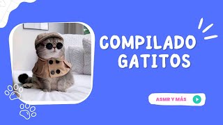 Compilado gatitos Asmr, gym, gatitos durmiendo y ronroneos by Is TiMe To ReLaX aNd FuN 1,597 views 1 month ago 1 minute, 31 seconds