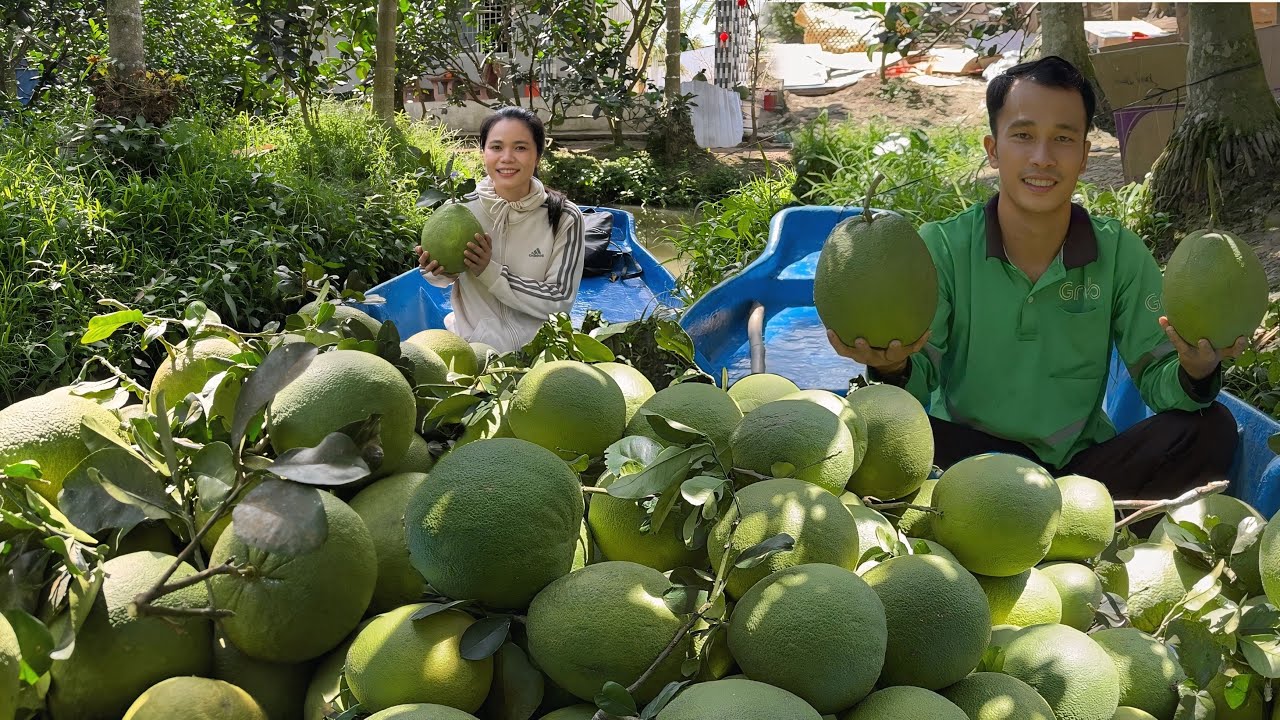 Theo Anh Bổn về Kế Sách Thu Hoạch Bưởi Trưng Tết | CLN