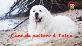 Il cane da pastore di Tatra aspetto e caratteristiche by Fidotutorial 817 views 1 month ago 4 minutes, 11 seconds