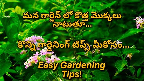 🌱 𝙀𝙖𝙨𝙮 𝙂𝙖𝙧𝙙𝙚𝙣𝙞𝙣𝙜 𝙏𝙞𝙥𝙨!