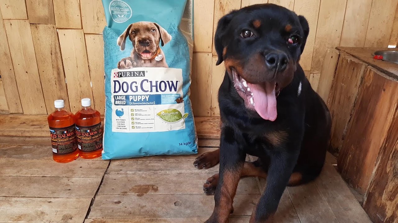 MAX MASCUL ROTTWEILER DE 5 LUNI HRANA USCATA PURINA DOG CHOW SI ULEI DE