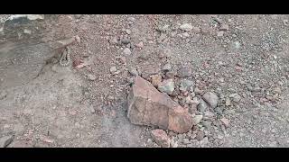 Baby rattlesnake on 5/17/2024. Bright Angel Trail of Grand Canyon.