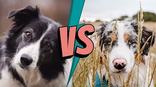 Border Collie vs Australian Shepherd Differences  Which Breed Is Better?