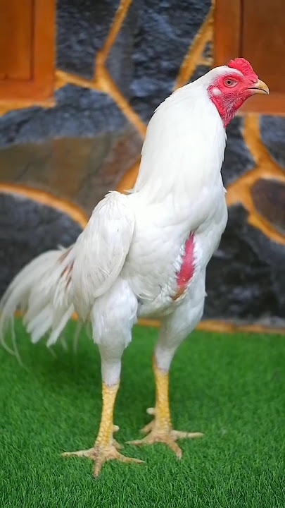 WHITE KING 🔱🔥 #ayambangkokindonesia #sundafarm