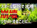 水槽崩壊リセット。スネール駆除で死のグリーンウォーター化！#34【アクアリウム】