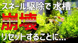 水槽崩壊リセット。スネール駆除で死のグリーンウォーター化！#34【アクアリウム】