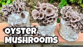 We Grew Oyster Mushrooms on Toilet Paper! 🧻🍄