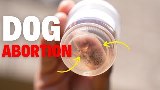 How to Terminate an Unwanted Dog Pregnancy!?!?!