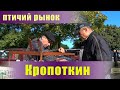 Птичий рынок. Кропоткин. Часть 6. [25.09.2022]