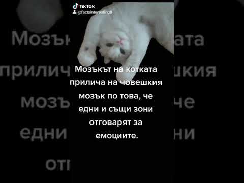 Видео: Интересни факти за котките